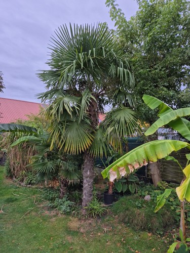 Hanfpalme trachycarpus - hanfpalme,,