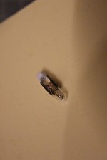 25 Stück Birnchen Skalenlampe Glühlampe 30V 20mA T4,5 Telefonlampen BEE