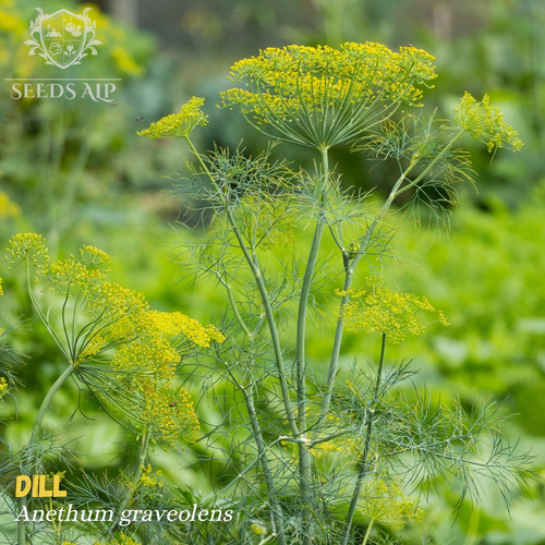 1000 samen dill mammoth - 1000,