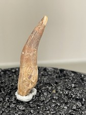 Plesiosaurus Zahn/ Marokko /