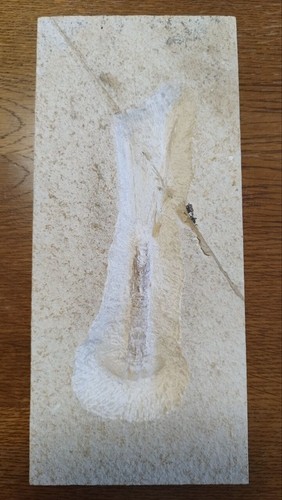 Fossilien solnhofen krebs - solnhofen,