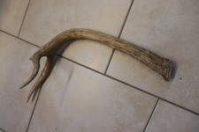 Abwurfstange Geweihstange Hirschhorn Hirschgeweih Geweih Horndekoration Spießer