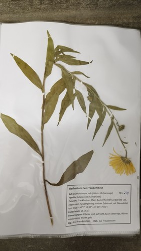 Großes herbarium pflanzen - großes, herbarium,