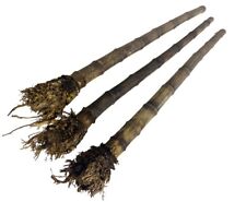 Bambus mit Wurzel als Ansatz 110cm 3 bis 4cm, hitzebehandelt für Shakuhachi