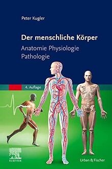 Der menschliche körper - menschliche,