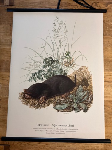 Maulwurf wiese rollkarte - maulwurf,
