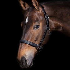 Imperial Riding Hochwertiges