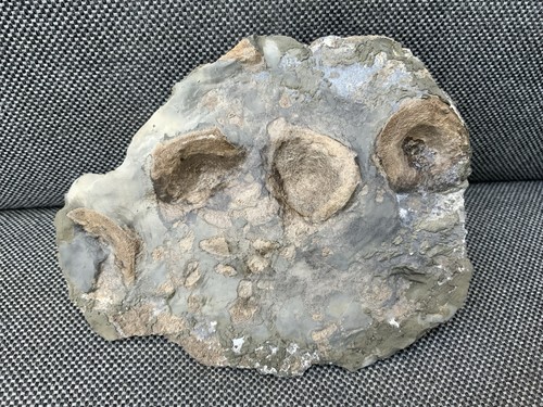 Fossil ichthyosaurier - fossil,