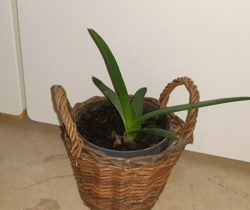 Aloe vera pflanze - vera, feng