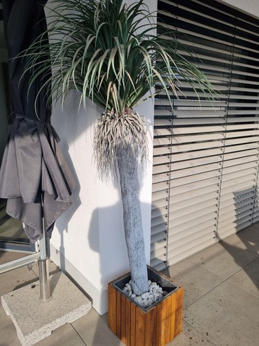 Riesige yucca rostrata - 🌿,