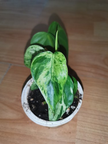Philodendron hederaceum - philodendron,