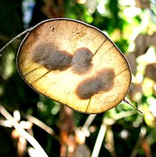 Lunaria annua, Silbertaler