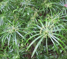 SAMEN ZYPERGRAS Rabatte