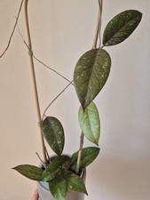 Hoya sp. Aceh(2 Pflanzen Im