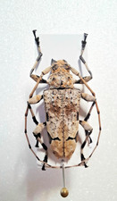 Cerambycidae Oreodera glauca-