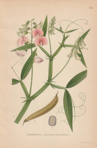 Wilde platterbse lathyrus - platterbse, (lathyrus