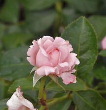 Delbard Rose La Rose de Molinard® 30-60cm