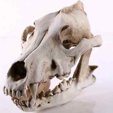 Dekofigur Wolf Schädel Skull Hobby Sammlung Totenschädel Dekoration Resin 💀