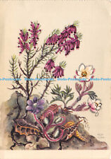 D023653 Fruhlingsheidekraut. Erica carnea. Leberblumchen. Anemone hepatica. Ping