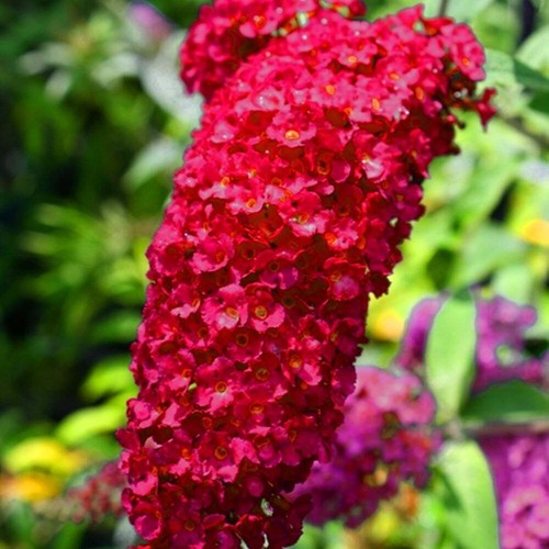 Schmetterlingsflieder - ,