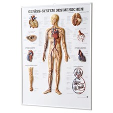Gefäßsystem des Menschen Relieftafel Anatomie 74x54 cm medizinische Lehrmittel