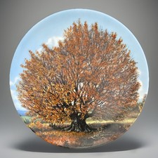 Die Bavaria Buche Uralte