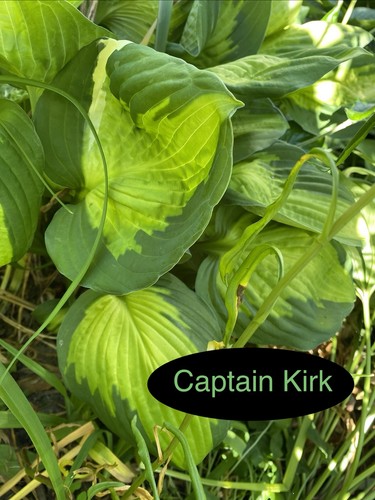 Captain kirk 1 teilstück - captain,