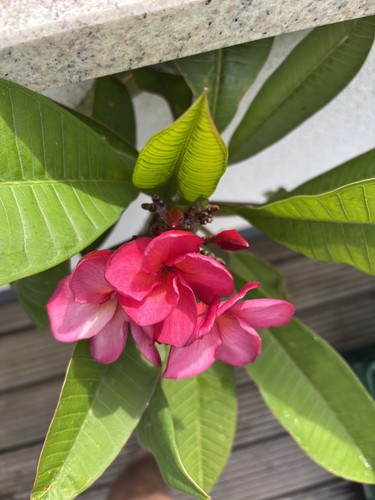 Frangipani plumeria rot - -, rot/pink