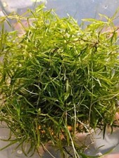 Portion Nixkraut (Handvoll) Nano Aquarium Pflanze Wasserpflanzen Garnelen Fische