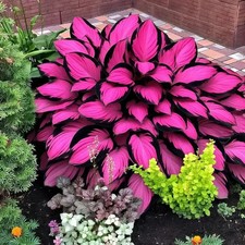 SAMEN HOSTA FUNKIE PINK SCHWARZ 5 STÜCK