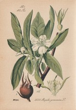 Mispel (Mespilus germanica)