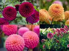 Dahlien 15 Samen, Dahlie Pompone 15 Samen Dopple Gemischte