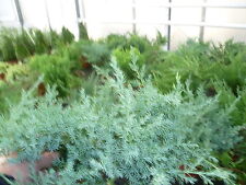 Koniferen - 3 Stück versch. Pflanzen gemischt (GSH)