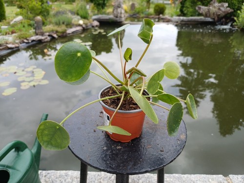 Pilea peperomioides - pilea,