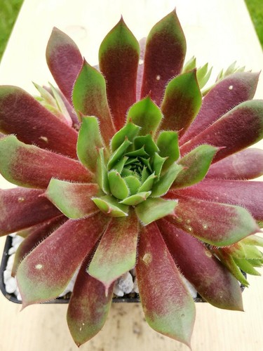 Sempervivum feueropal 2x - "feueropal",