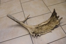 Abwurfstangen Damgeweih