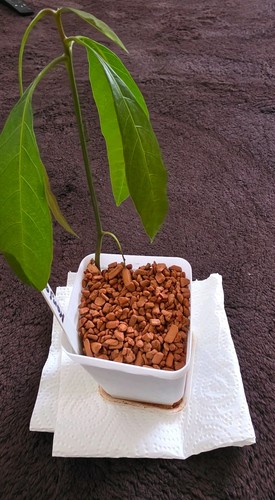Mangotree mangopflanze - mangotree,,