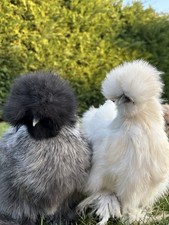 Bruteier Zwergseidenhühner /