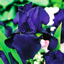 Iris Rhizom Blüten Iris