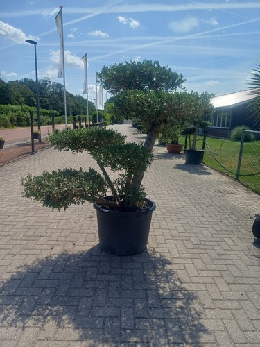 Tropictrees olivenbaum pon - -olivenbaum,