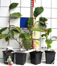 Wertvolle Zaubernuß / Hexenhasel " Orange Beauty"  -  veredelte Pflanze !