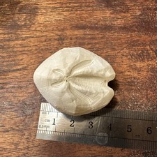 Seeigel rezent Ova canalifera