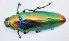 Buprestidae, Chrysochroa