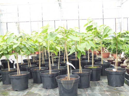 Indianerbanane asimina triloba - indianerbanane,