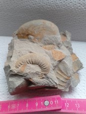 Ammoniten,Jura +Nautilus  5 cm