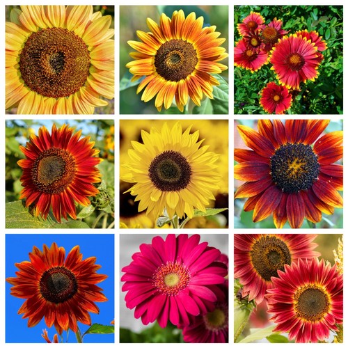 Samen sonnenblumen mischung - 20,