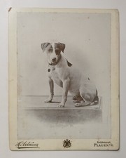 Vintage Hundefoto / Terrier / Jack Russell / Original Fotografie / Plauen