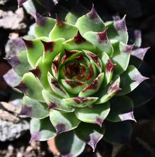 Sempervivum, Dachwurz, Sorte