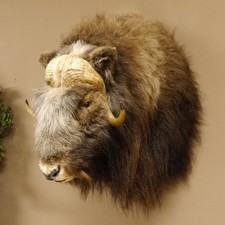 Moschusochsenkopf Kopf mit HKN