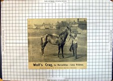 Altes Rennpferd Wolf'S Crag